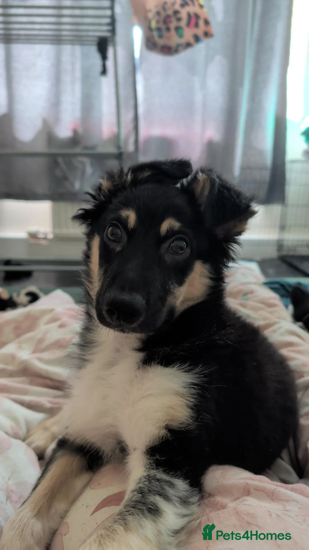 Border Collie dogs for sale: 21 weeks old border collie  in Chorley - Advert 6