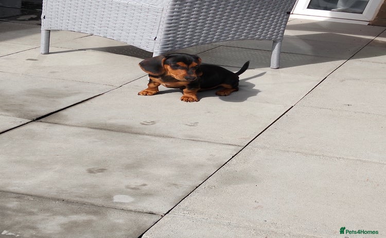 Dachshund dogs - Advert 2