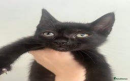 Mixed Breed cats for sale: £30 mixed black and ginger bengal cross kittens - Image 5
