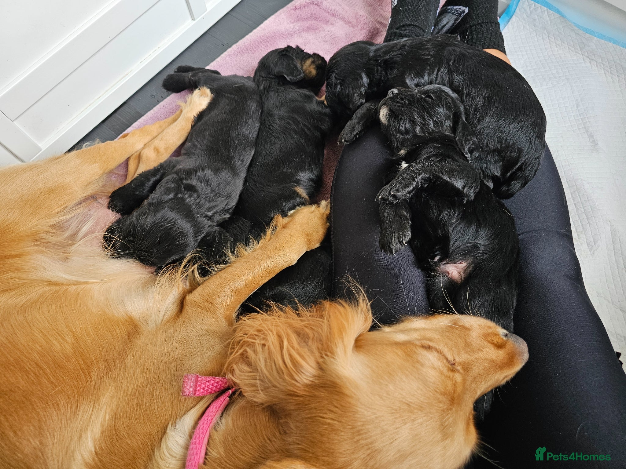 Cocker Spaniel dogs 3 beautiful boys left  - Advert 2