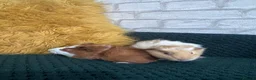 Guinea Pig rodents for sale: Two baby boars  in Emsworth - Advert 4