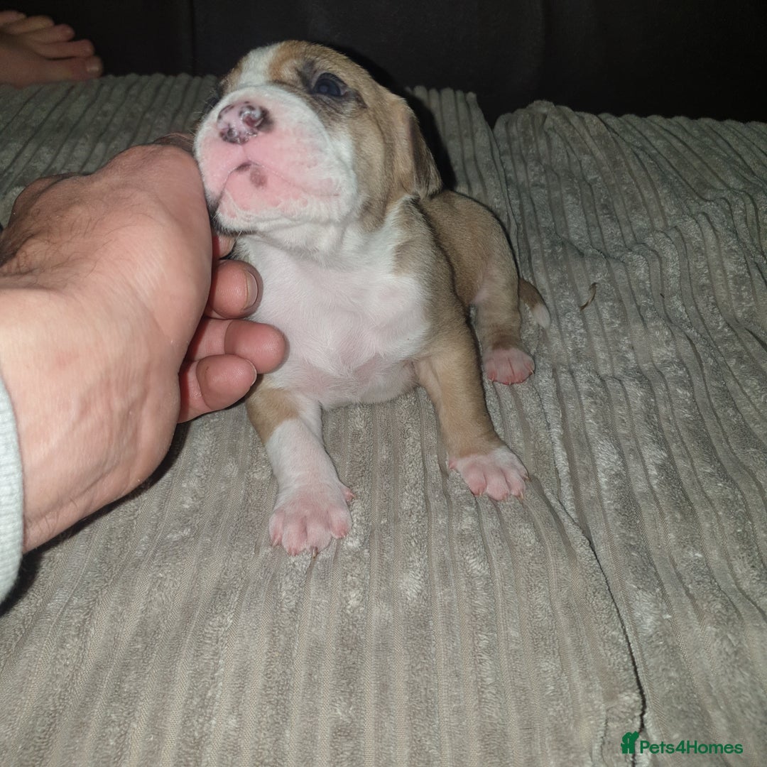Mixed Breed dogs for sale: Boxer/Staff/Cane Corso Puppies for Sale - Advert 36