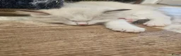 Ragdoll cats for sale: Ragdolls - Advert 36