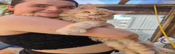 Maine Coon cats for sale: Maine Coon Kittens  - Advert 5