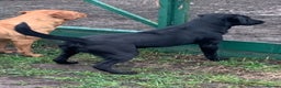 Labrador Retriever dogs for stud: Black labrador working for STUD - Advert 3