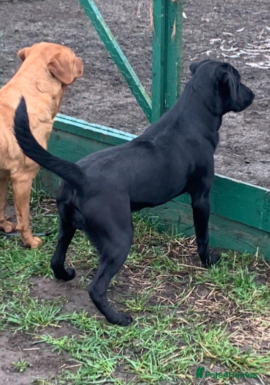 Labrador Retriever dogs for stud: Black labrador working for STUD - Advert 3
