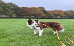 Border Collie dogs for stud: Kajtek Red-white border collie looking for a lady! - Image 6