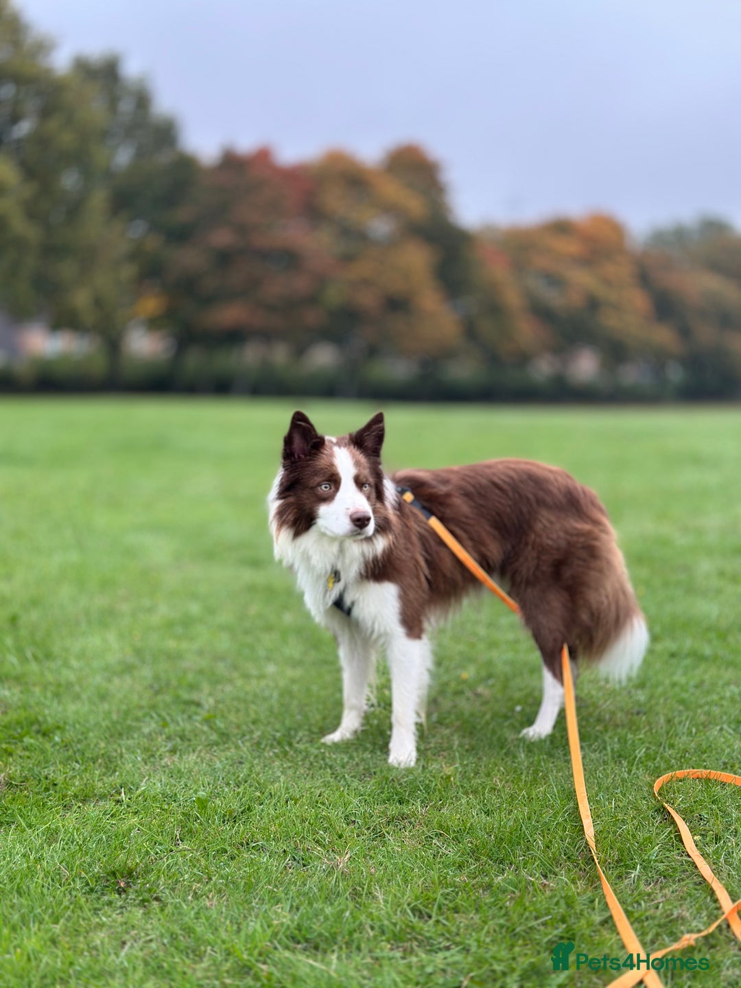 Border Collie dogs for stud: Kajtek Red-white border collie looking for a lady! - Image 6