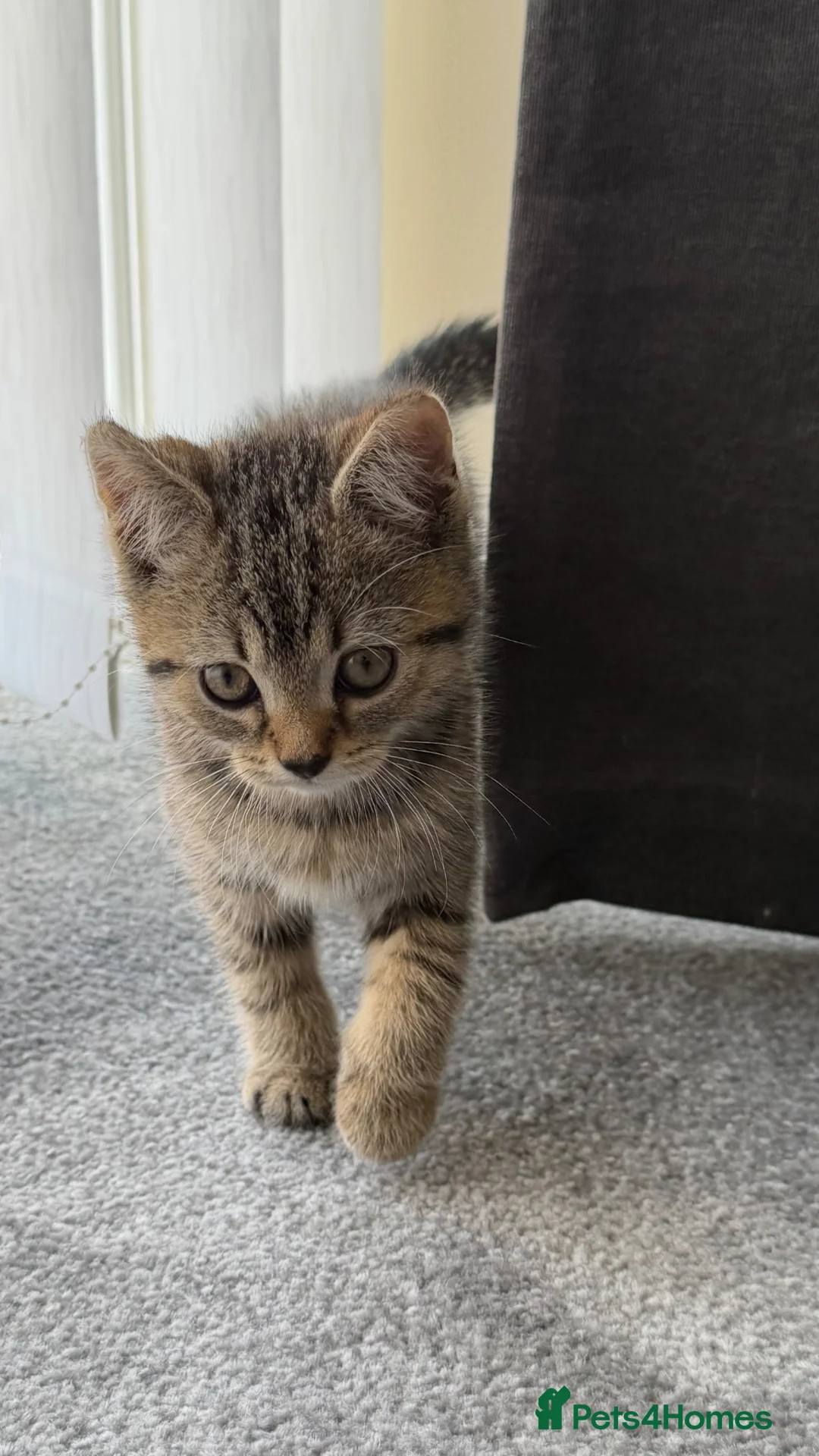 Mixed Breed cats for sale: Tabby male kitten - Advert 2