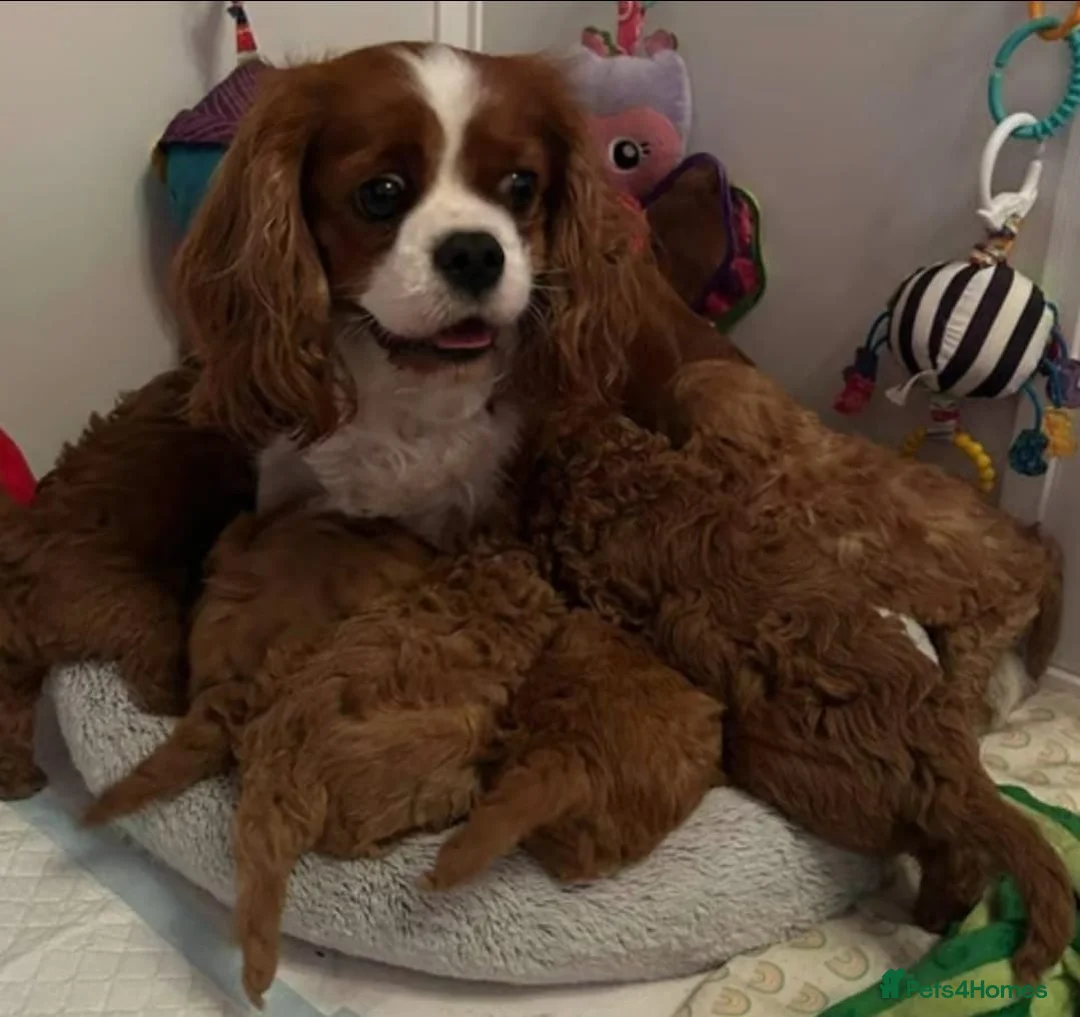 Cavapoo dogs for sale: STUNNING HEALTH TESTED PUPPIES  in Manchester - Advert 3