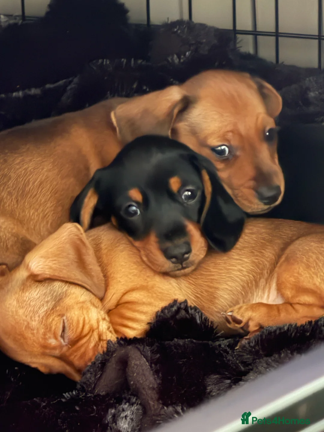 Miniature Dachshund dogs for sale: Miniature Dachshunds  in Pontypool - Advert 1