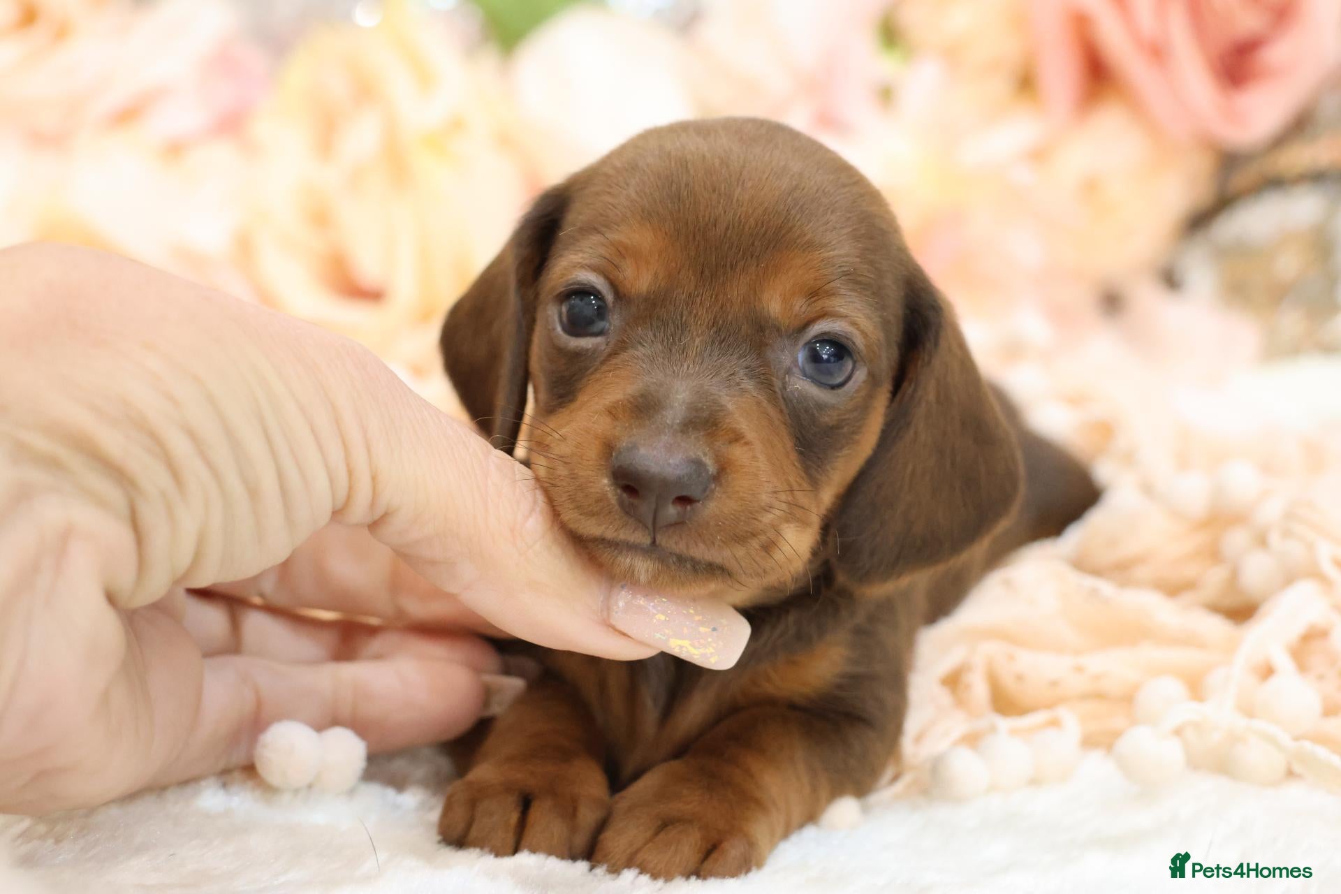 Miniature Dachshund dogs KC Miniature Dachshund Puppies - Advert 14