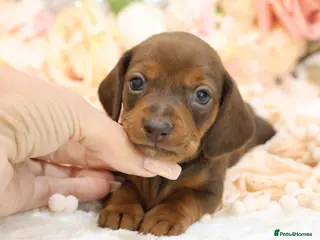 Miniature Dachshund dogs KC Miniature Dachshund Puppies - Advert 2