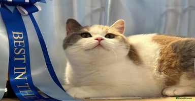 British Shorthair cats - Advert 14