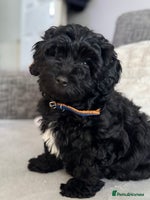 Mixed Breed dogs Beautiful havapoo’s READY TO GO 1 boy left - Advert 3