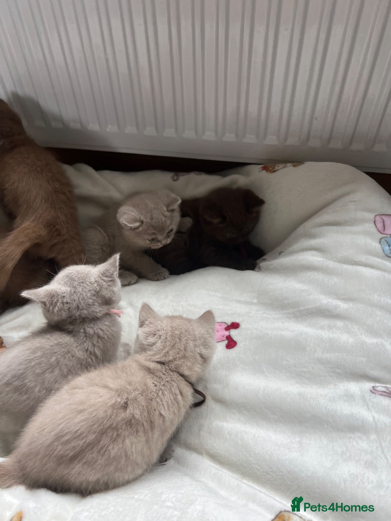 British Shorthair cats British Shorthair Kittens  - Advert 2