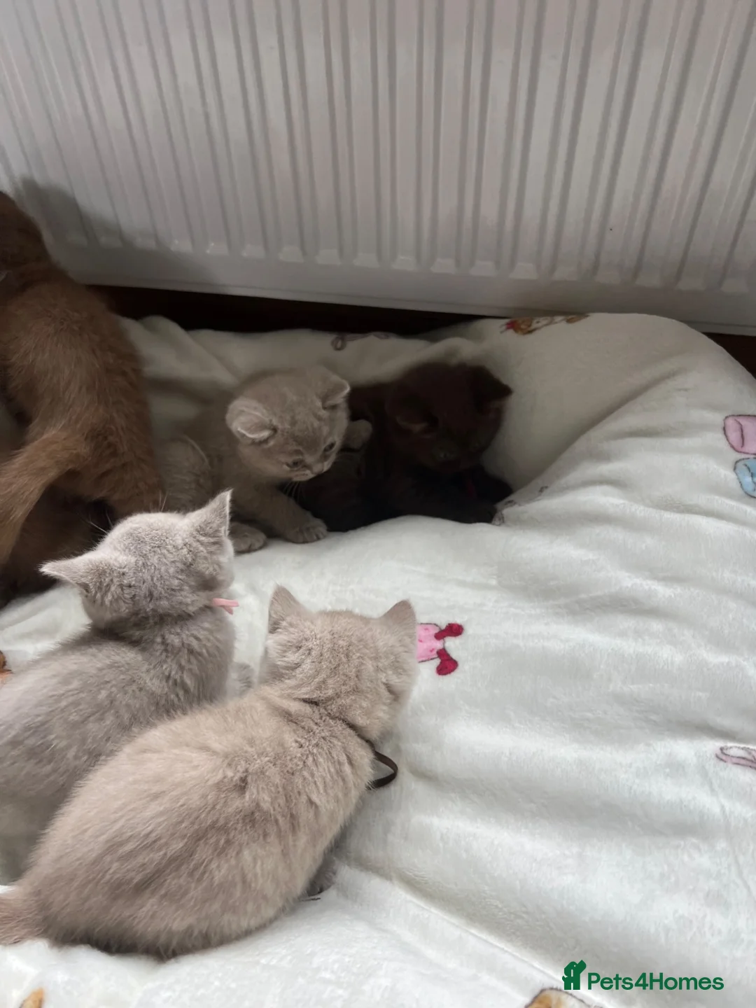 British Shorthair cats for sale: British Shorthair Kittens  - Advert 2