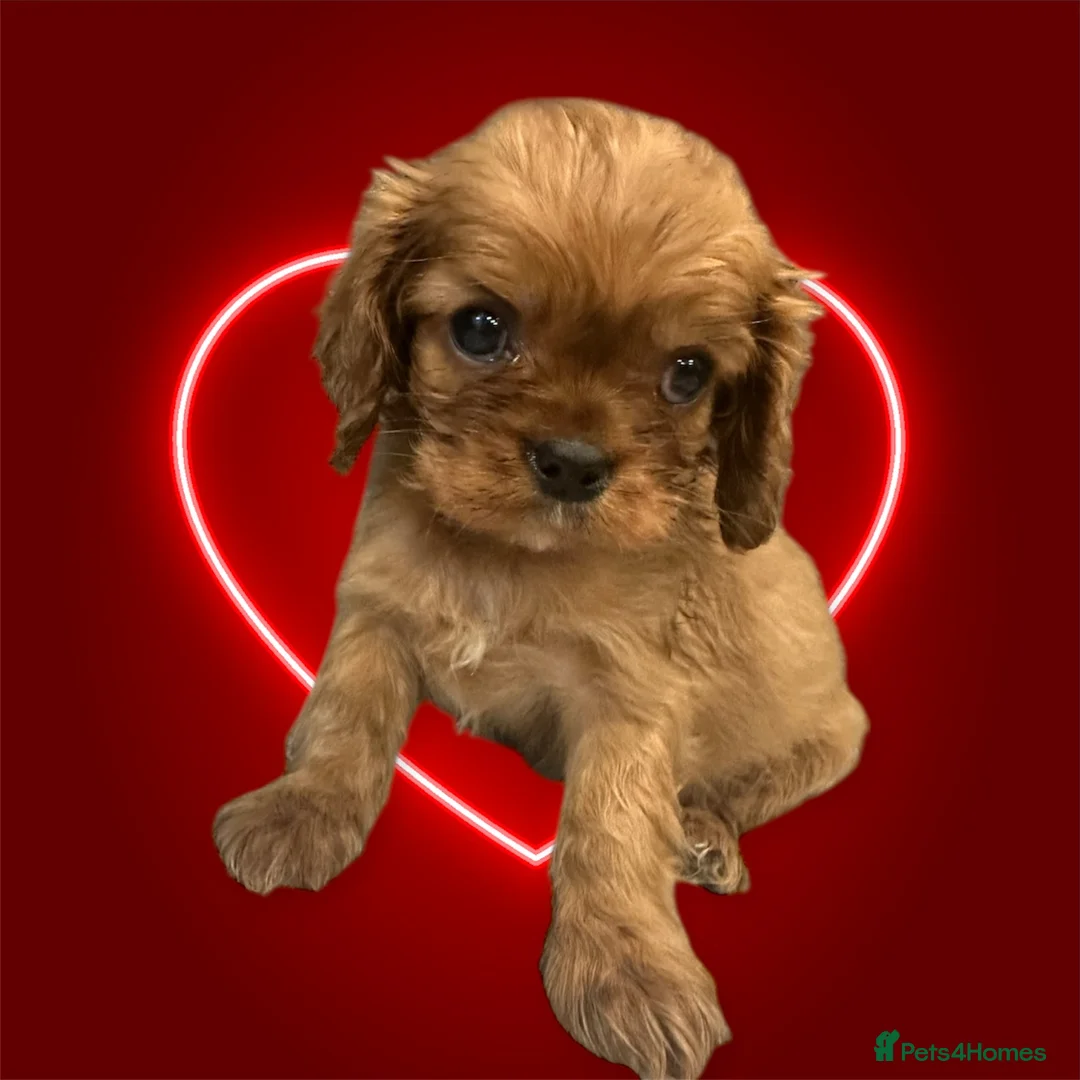 Cavalier King Charles Spaniel dogs for sale: **KC REGISTERED DNA CLEAR 🧬 CAVALIER PUPPIES** - Advert 8