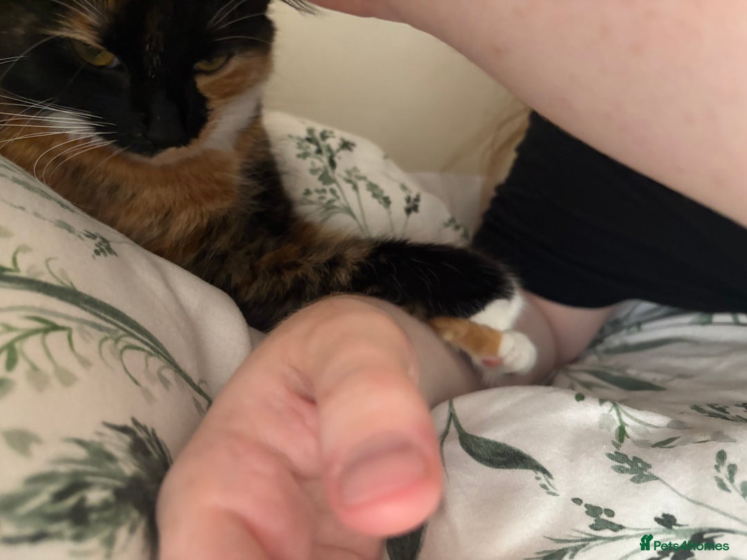 Domestic Shorthair cats for sale: Bonded sisters, please adopt together!  - Image 15