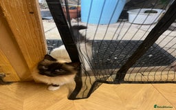 Birman cats for sale: Seal Point Birman Male! - Image 3