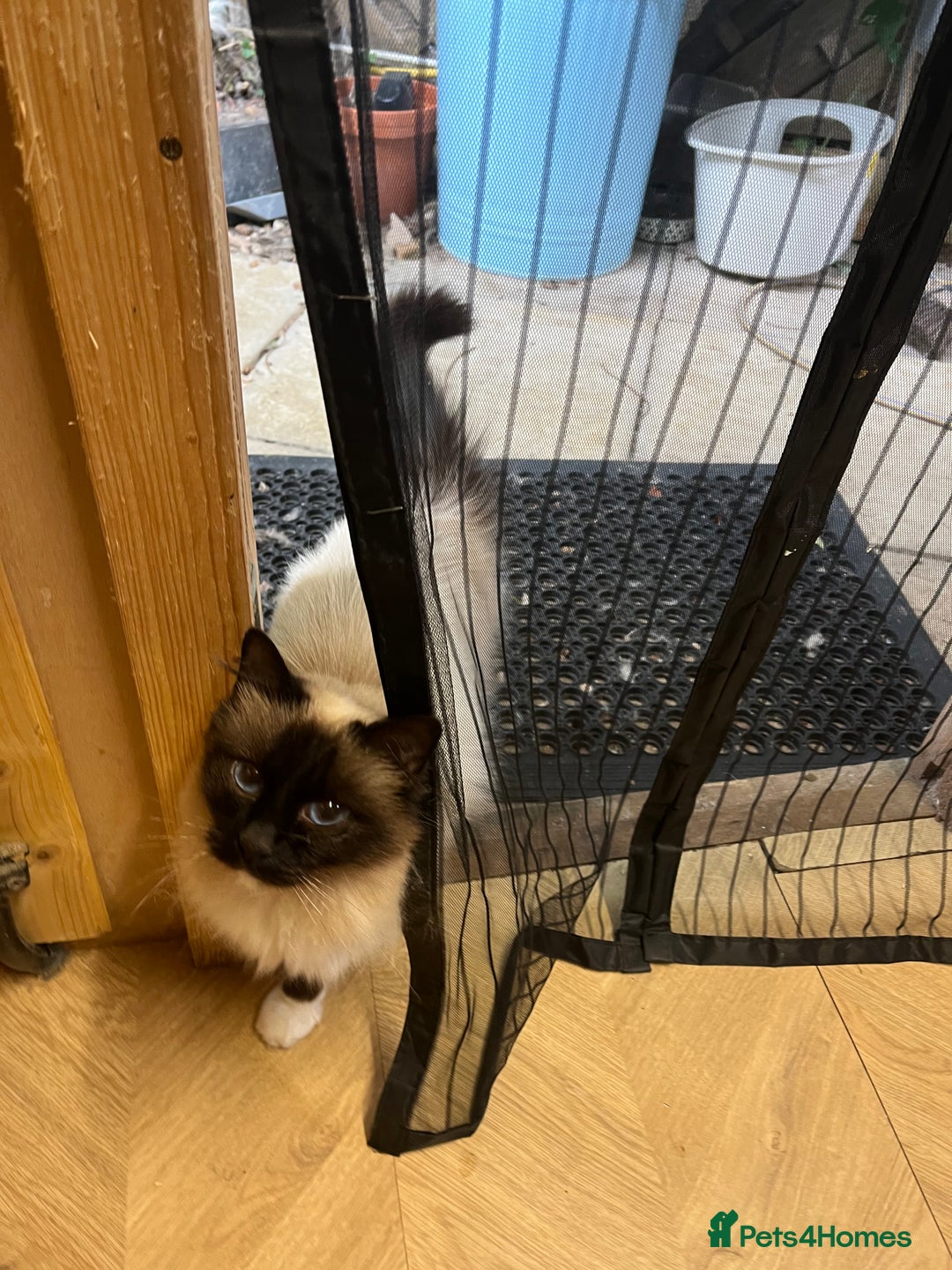 Birman cats for sale: Seal Point Birman Male! - Image 3
