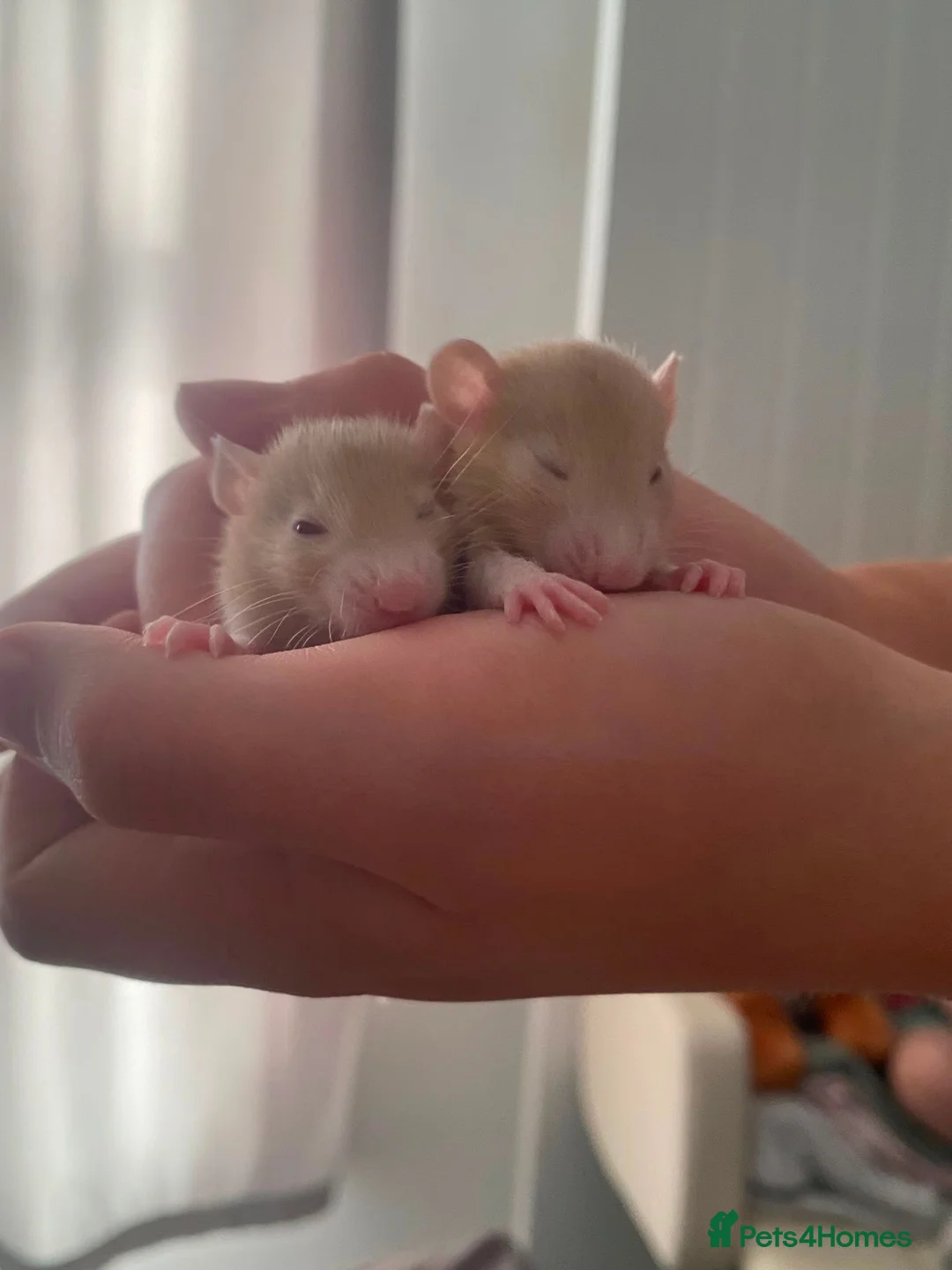 Rat rodents for sale: Make & Female baby rats looking for a loving home. in Bargoed - Advert 2