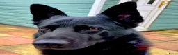 German Shepherd dogs for sale: Shadow  in Eastbourne - Advert 1