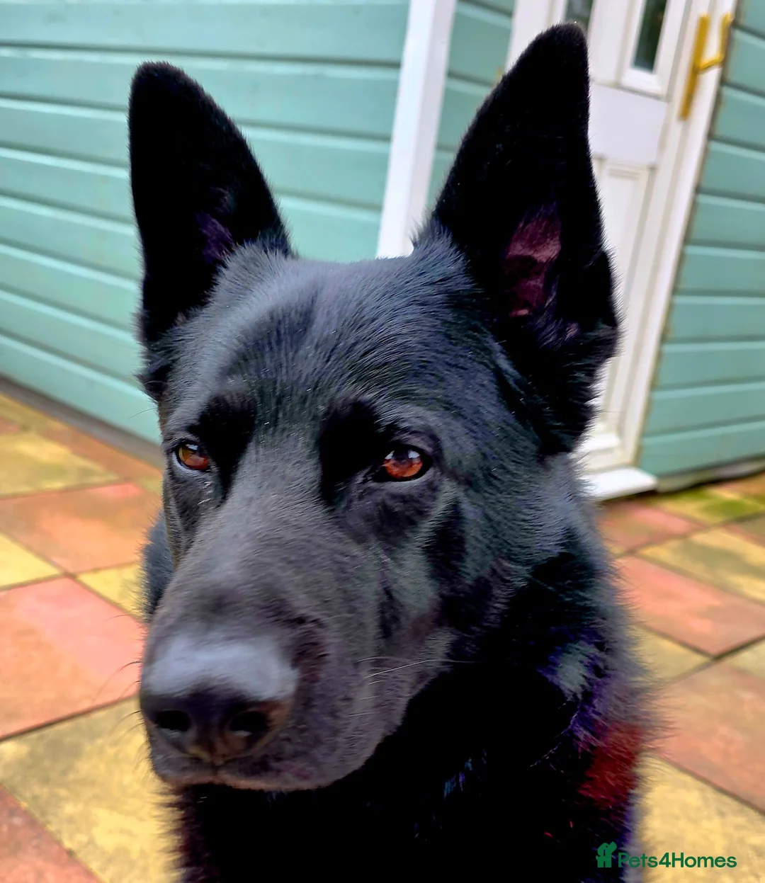 German Shepherd dogs for sale: Shadow  in Eastbourne - Advert 1