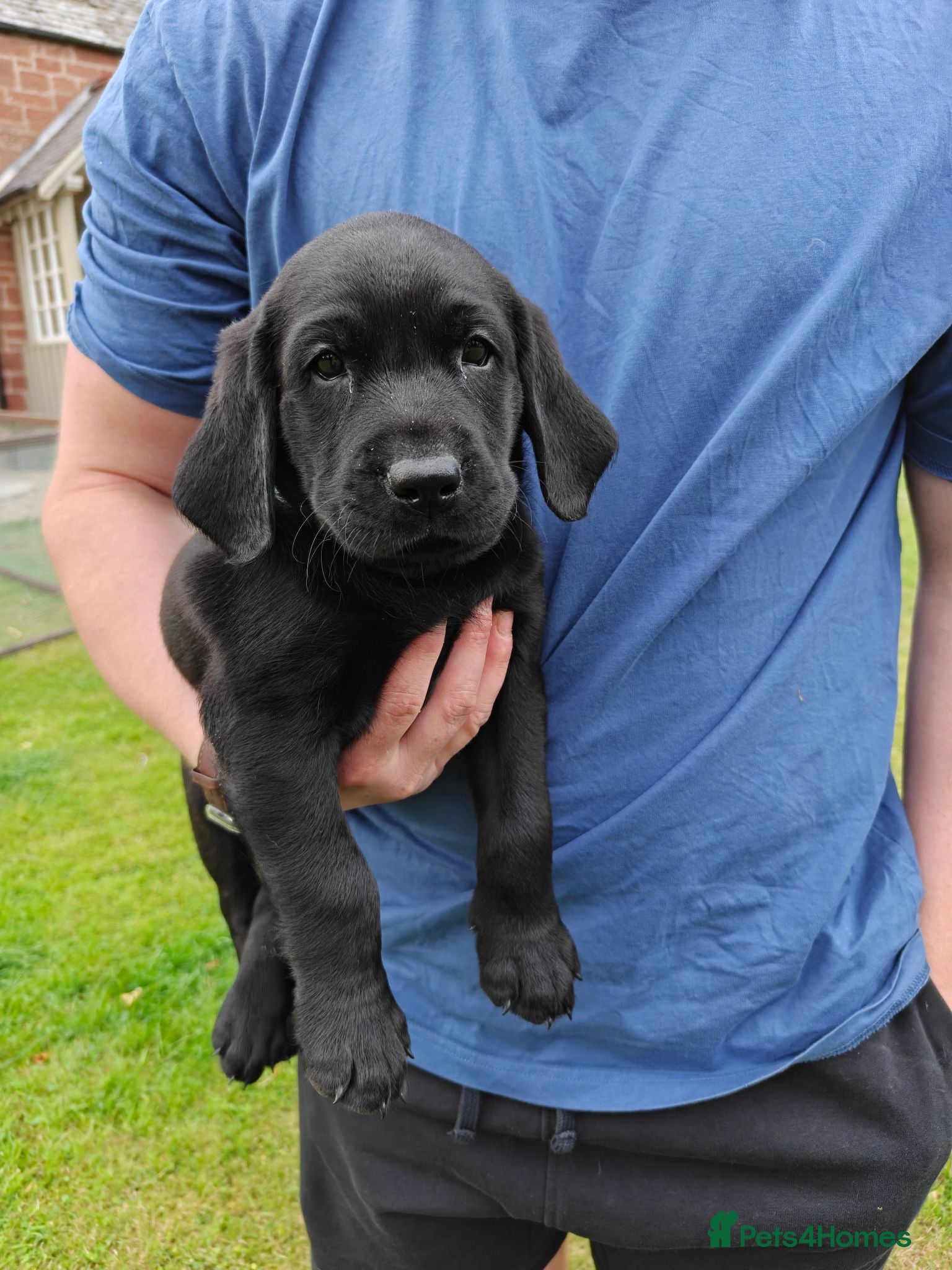 Labrador Retriever dogs Labrador Puppies - Ready in 1 week! - Advert 12