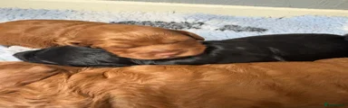 Cockapoo Puppy 2