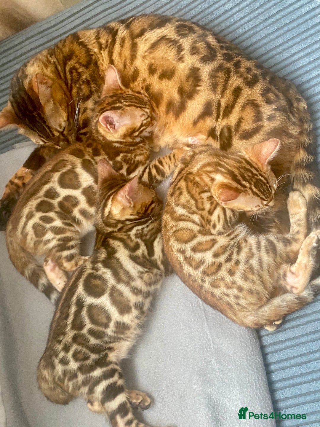 Bengal cats for sale: TICA register.ONLY 2 BOYS 🙀😺LEFT !!! in Northampton - Image 11