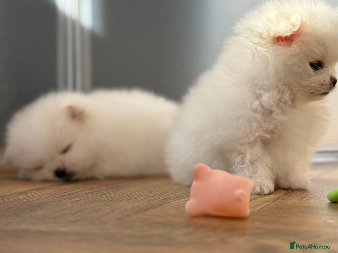 Pomeranian dogs for sale: KC Reg show quality Poms, 5 🌟 homes Only - Image 15