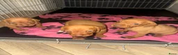 Hungarian Vizsla dogs for sale: Hungarian Vizsla KC Puppies excellent Pedigree - Advert 14