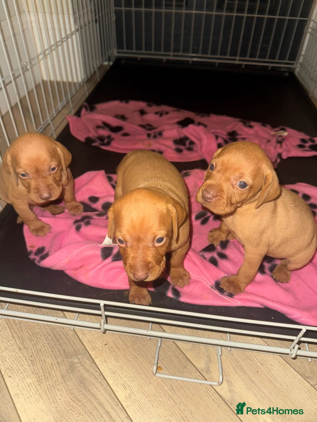 Hungarian Vizsla dogs for sale: Hungarian Vizsla KC Puppies excellent Pedigree - Advert 14