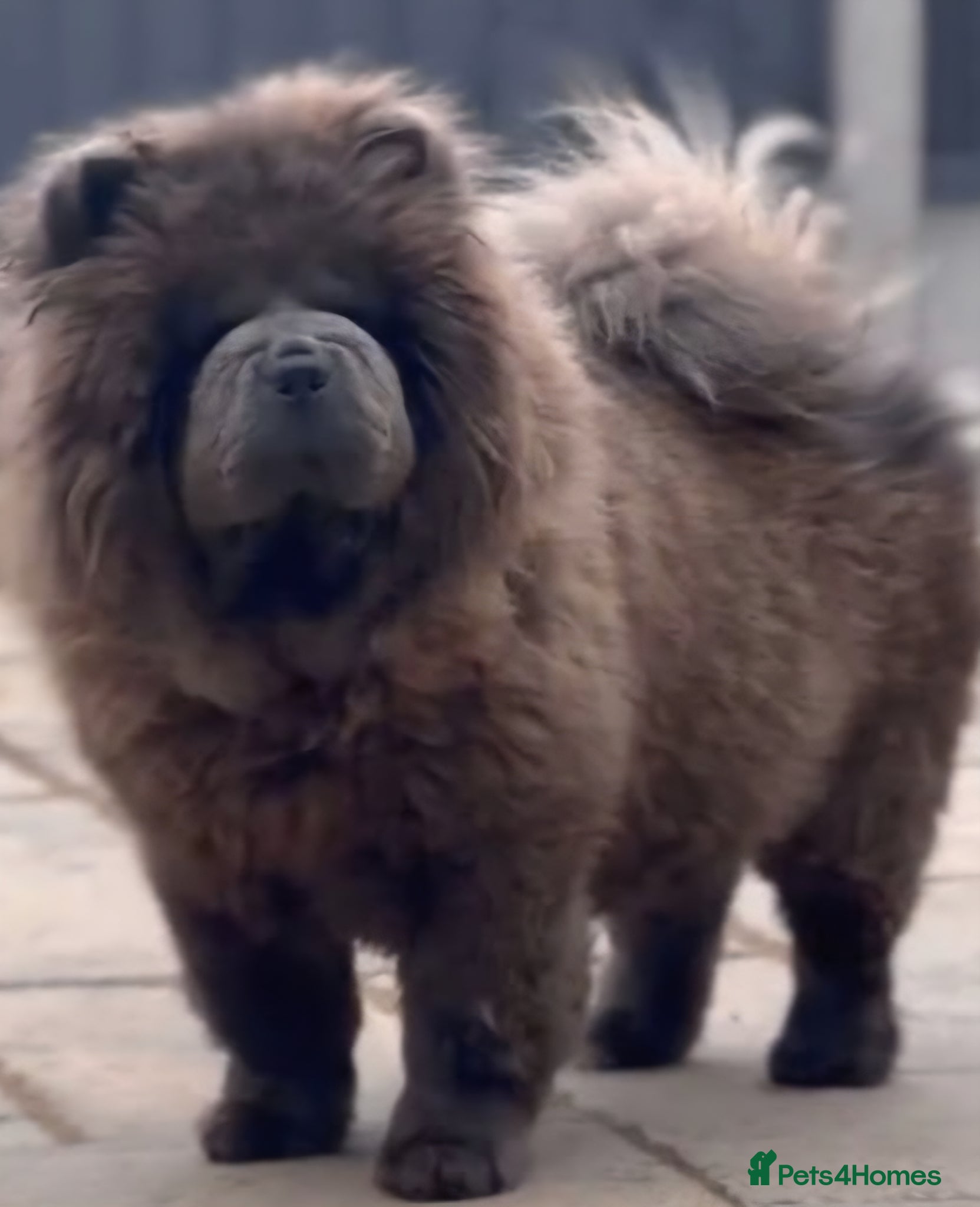 Chow Chow dogs CHOW CHOW MALE PUPPY FOR SALE - Advert 1