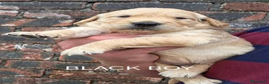 Golden Retriever BLACK BOY 