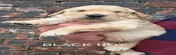 Golden Retriever dogs for sale: KC GOLDEN RETRIEVER PUPPIES  - Advert 11