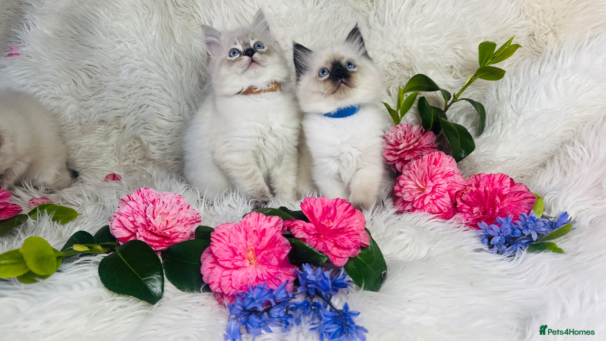 Ragdoll cats Pure Ragdoll Seal/blue point Lynx kittens - Advert 5