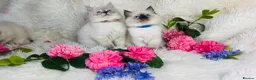 Ragdoll cats for sale: Pure Ragdoll Seal/blue point Lynx kittens - Advert 1