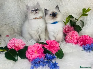 Ragdoll cats Pure Ragdoll Seal/blue point Lynx kittens - Advert 2