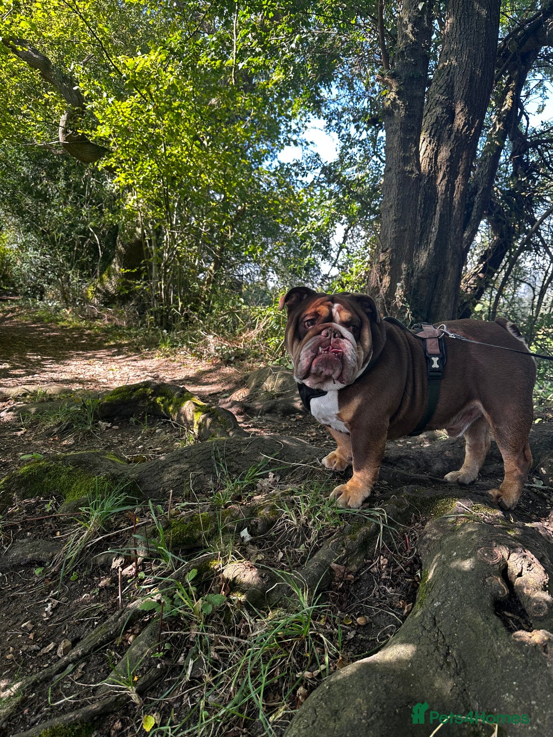 English Bulldog dogs for stud: English bulldog stud - KC registered in Wickford - Advert 9