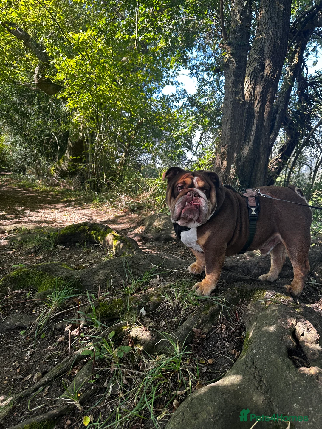 English Bulldog dogs for stud: English bulldog stud - KC registered in Wickford - Advert 9