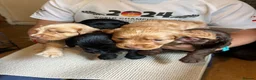 Cocker Spaniel dogs for sale: Gorgeous Cocker Spaniel puppies - Advert 5