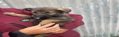 German Shepherd 8