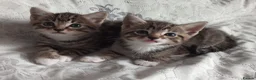 Siberian cats for sale: 4 kittens for sale - Advert 16