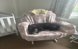 Staffordshire Bull Terrier dogs for sale: Loyal Older Lady looking for quiet life of leisure - Image 7