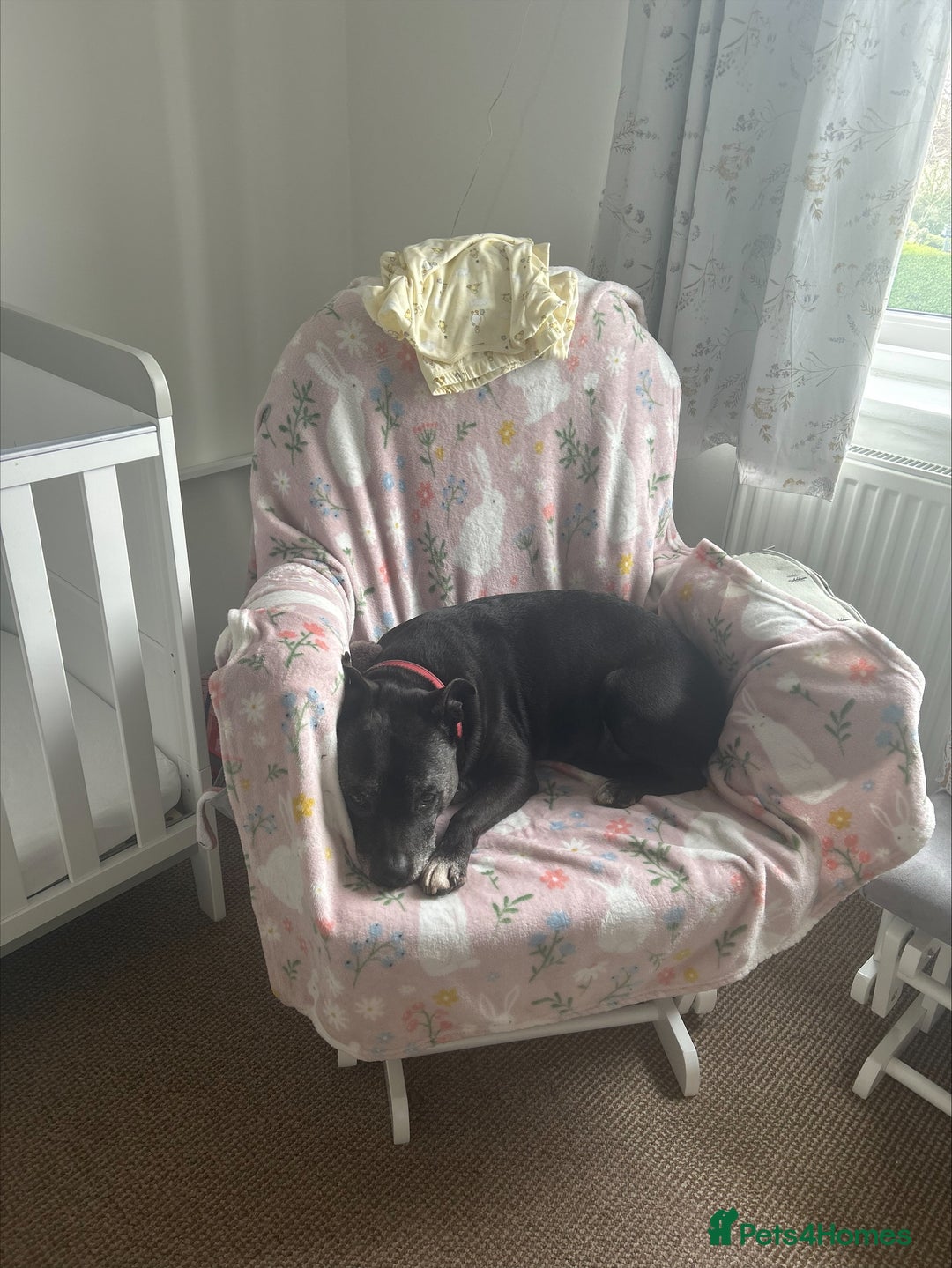 Staffordshire Bull Terrier dogs for sale: Loyal Older Lady looking for quiet life of leisure - Image 7