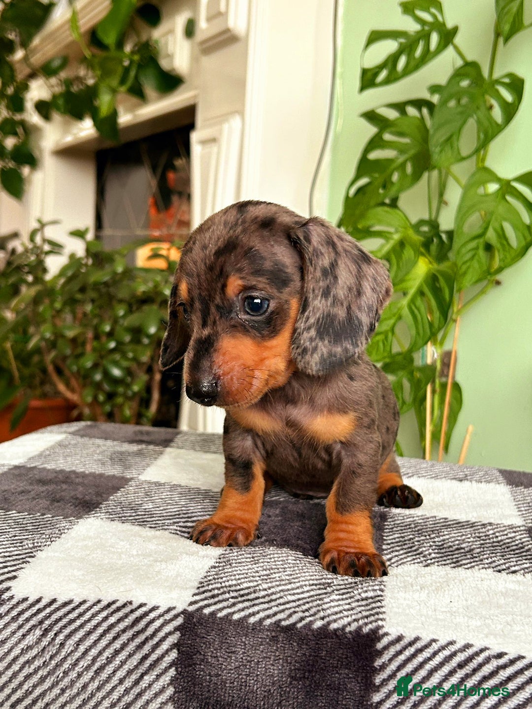 Dachshund dogs for sale: Lovely purebred Dachshund❤️💚🩵 - Image 9