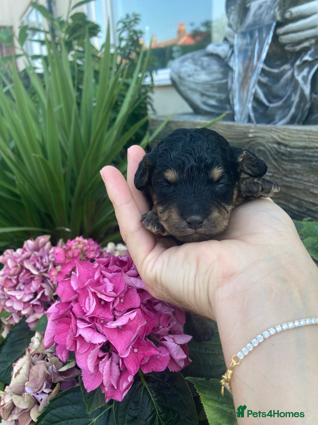 Cavapoo dogs for sale: Female Health tested Phantom Toy cavapoo  - Image 4