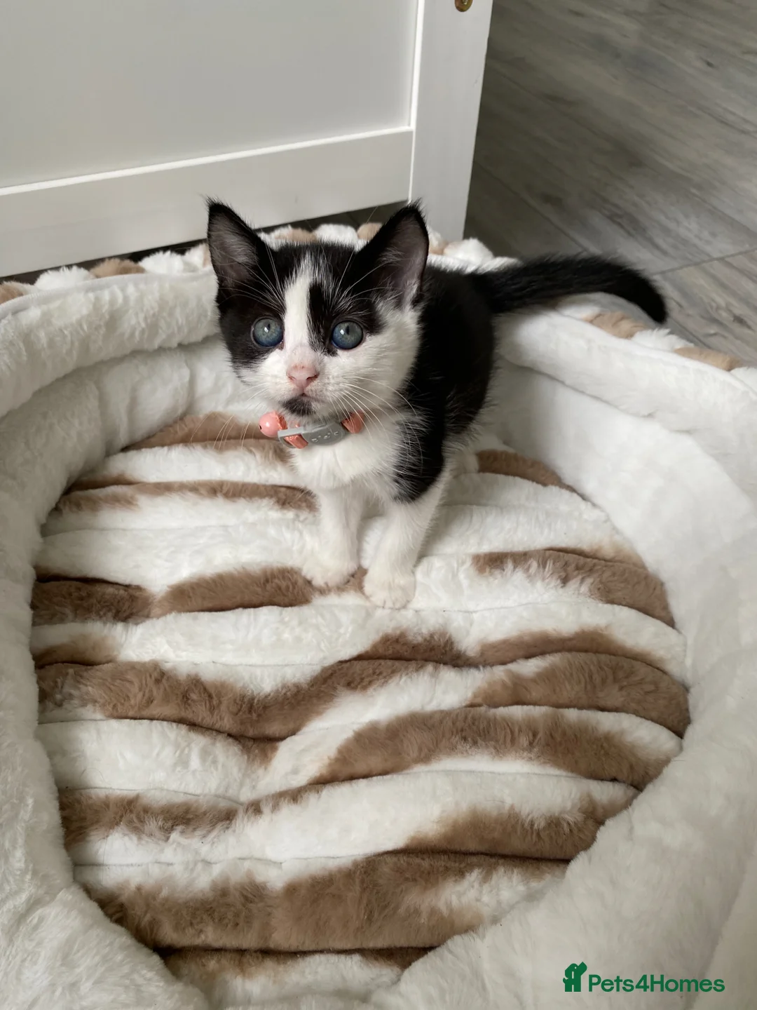 Mixed Breed cats for sale: Three gorgeous kittens available  - Advert 2